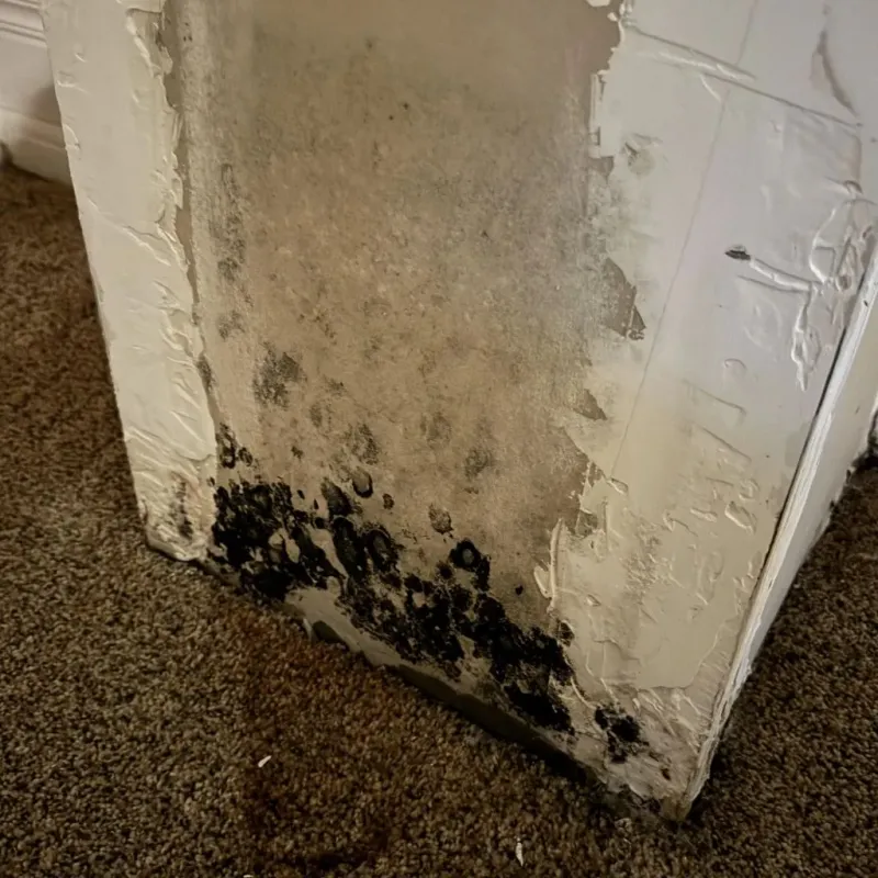 Professional Mold Removal in Pleasanton, KS